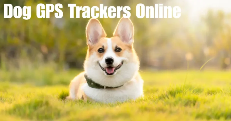 dog gps trackers online