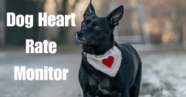 dog heart rate monitor