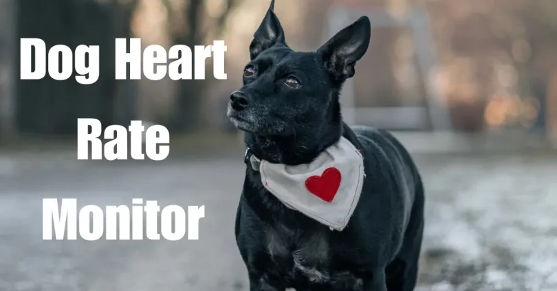 dog heart rate monitor
