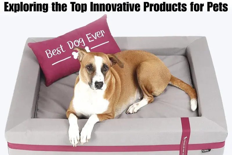 exploring the top innovative products for pets