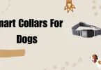 smart collars for dogs