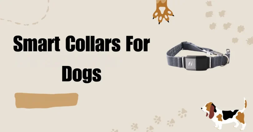 smart collars for dogs