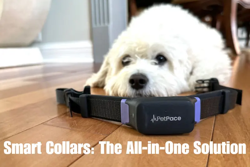 smart collars the all-in-one solution
