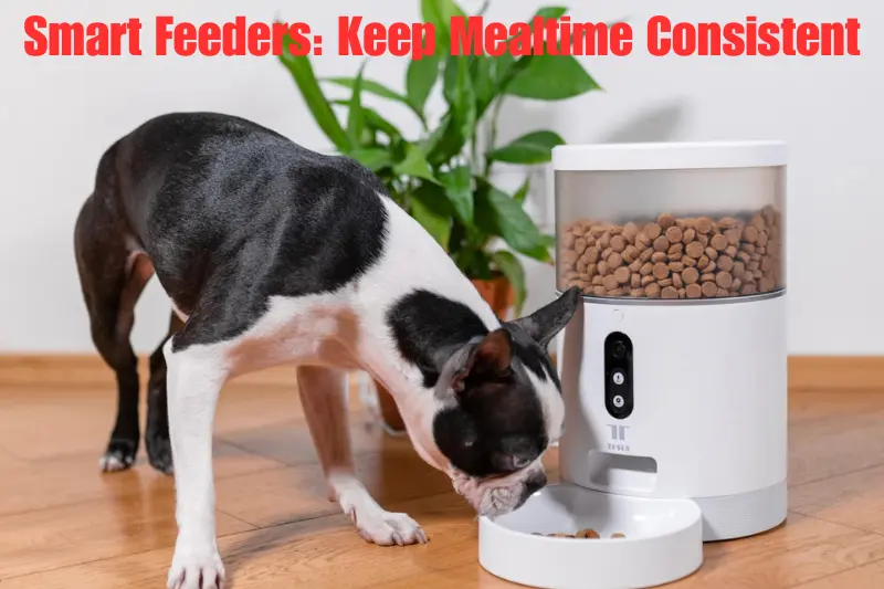 smart feeders keep mealtime consistent