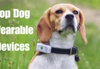 top dog wearable devices