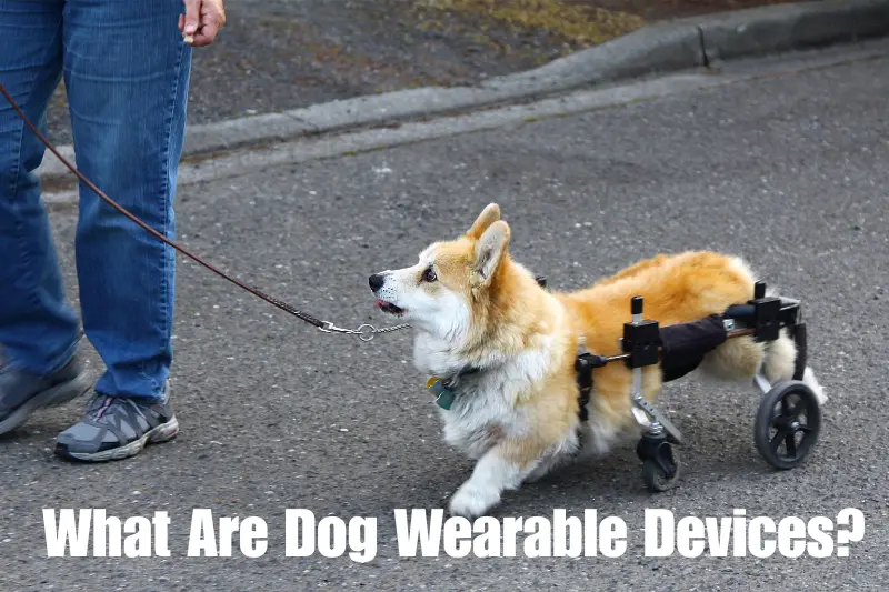 what are dog wearable devices