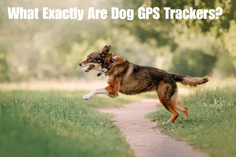 what exactly are dog gps trackers