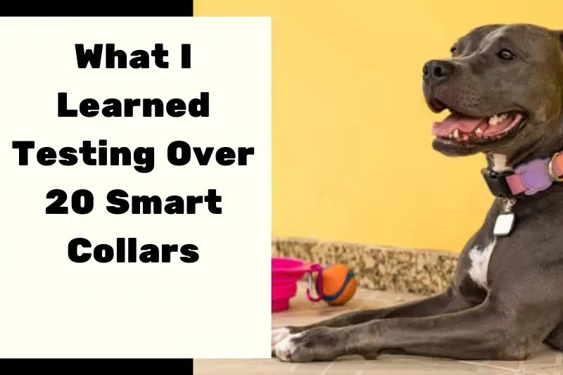 what i learned testing over 20 smart collars