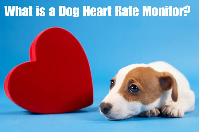 what is a dog heart rate monitor