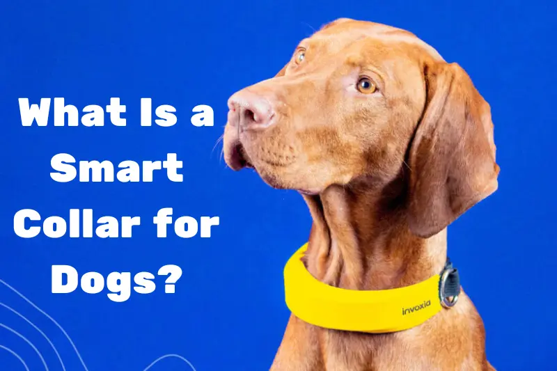 what is a smart collar for dogs