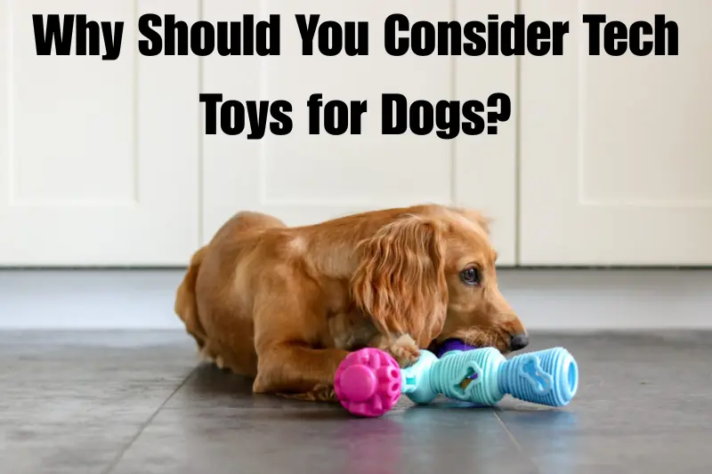 why should you consider tech toys for dogs