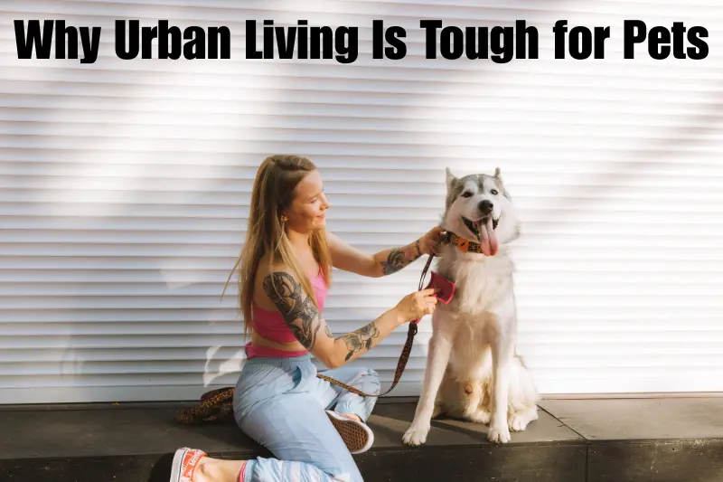 why urban living is tough for pets